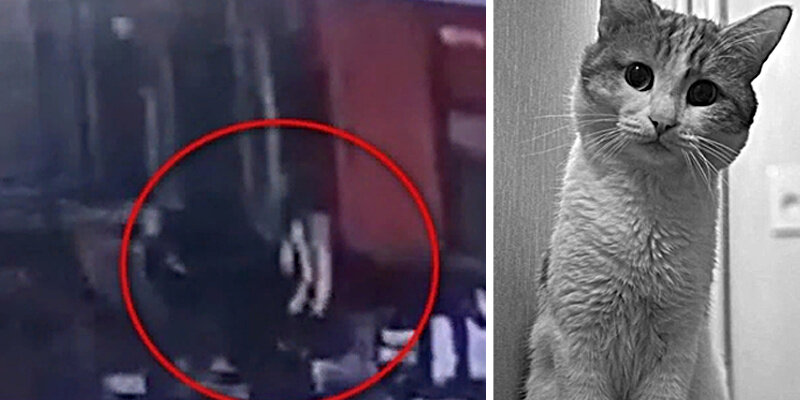 парень на жд путях. поезд на перроне. проводница ржд. тамбур в поезде. общий вагон в поезде.