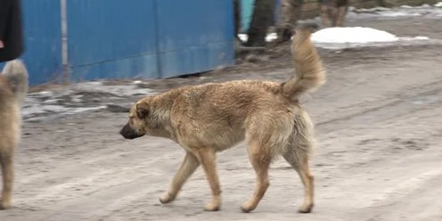 Чери на остужева воронеж