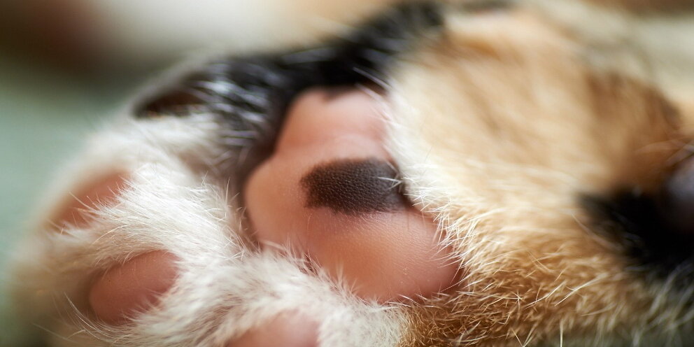 Пол лапки. Подушечки на лапках у кошек. Стричь лапы подушечки котам. Ветеринарная мягкие лапки.