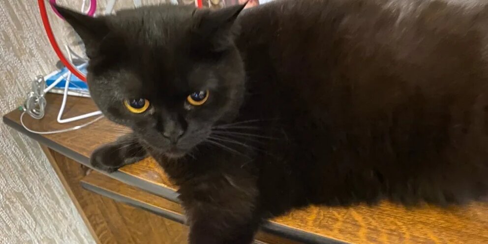 50 кот регистрация. Продаются кошки. Усы кошачьи. Коты ус Новосибирск
