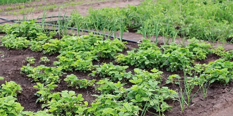 Smart Soil Solutions Automated Fertilisation Systems OKdo