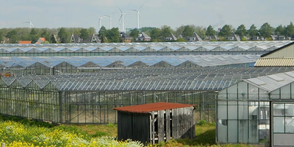 Вестланд нидерланды теплицы. Сельское хозяйство в нидерландах теплицы. Теплицы голландия. Голландские тепличные комплексы. Теплицы голландия.