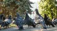 Городские птицы москвы