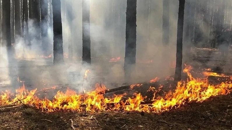 Пожар в д лесная. Верховой пожар. Сгоревший лес. Поджог леса. Лесные опасности Лесные пожары.
