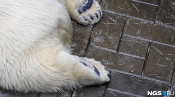 Вольер белых медведей в новосибирском зоопарке. Камера зоопарка новосибирска. Новосибирская камера зоопарка прямой эфир. Площадь новосибирского зоопарка в гектарах. Белые медведи новосибирский зоопарк веб камера.