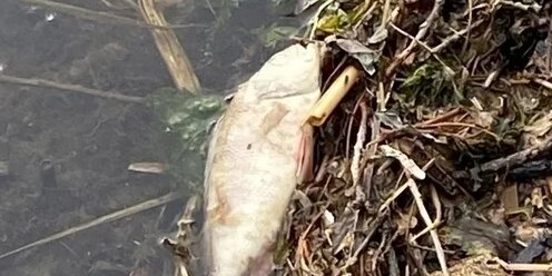 Плавни воронежское водохранилище. Рыба в воронежском водохранилище. Рыба в воронежском водохранилище. Сос водохранилище воронеж. Пиранья в воронежском водохранилище.