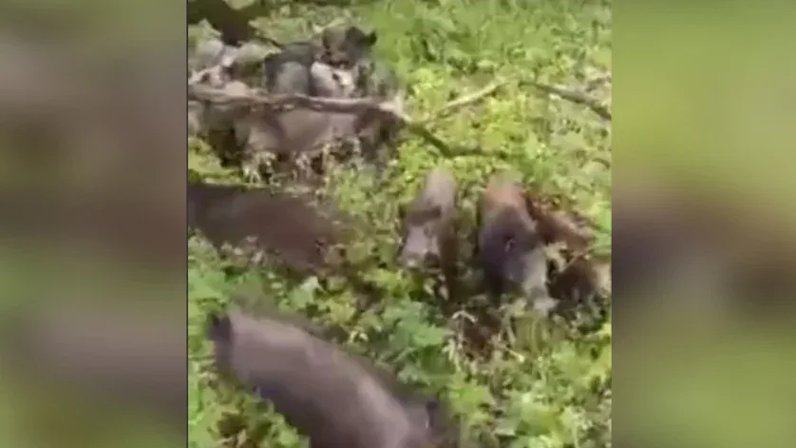 Член кабана картинки