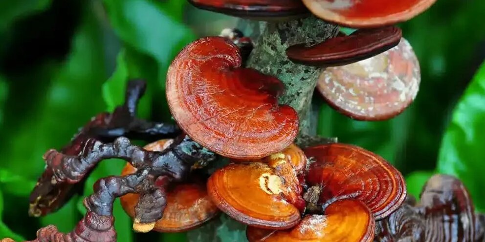 Где растет рейша. Гриб рейши мицелий. Где растет рейша. Гриб долголетия рейши. Ганодерма гриб рейши.