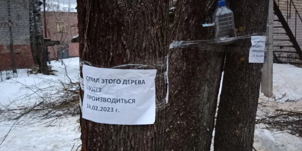 вырубка зеленых насаждений. вырубка деревьев. рубки зеленых насаждений. вырубка лесов в дагестане. разумная вырубка зеленых насаждений.