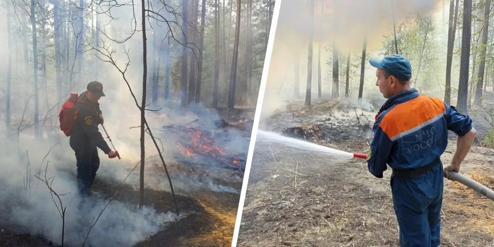 Карта боровлянского лесничества алтайского края