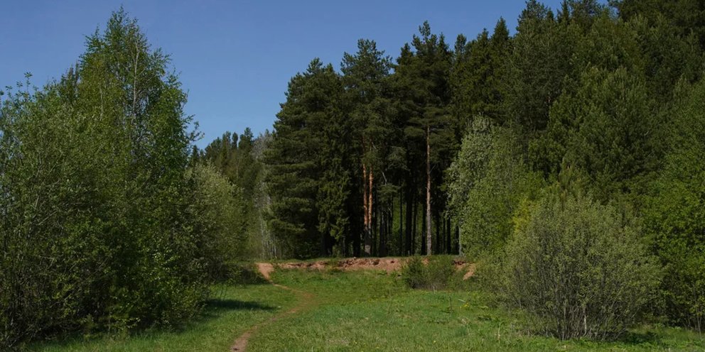 Лесной план воронежской области