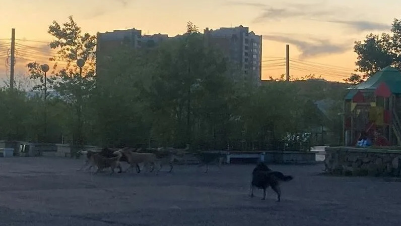 Площадь революции собака