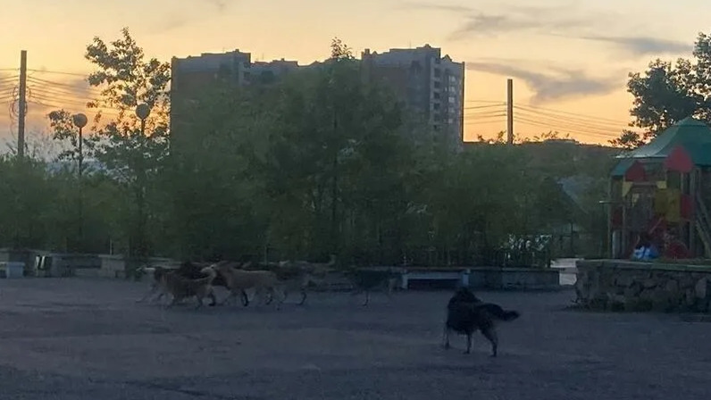 Собака на площади революции в москве