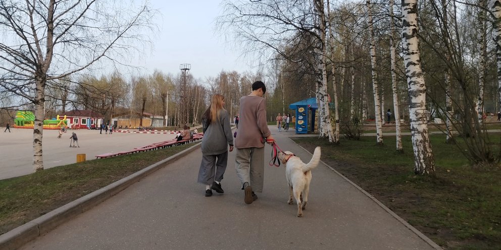 Проблема выгула собак в городе проект