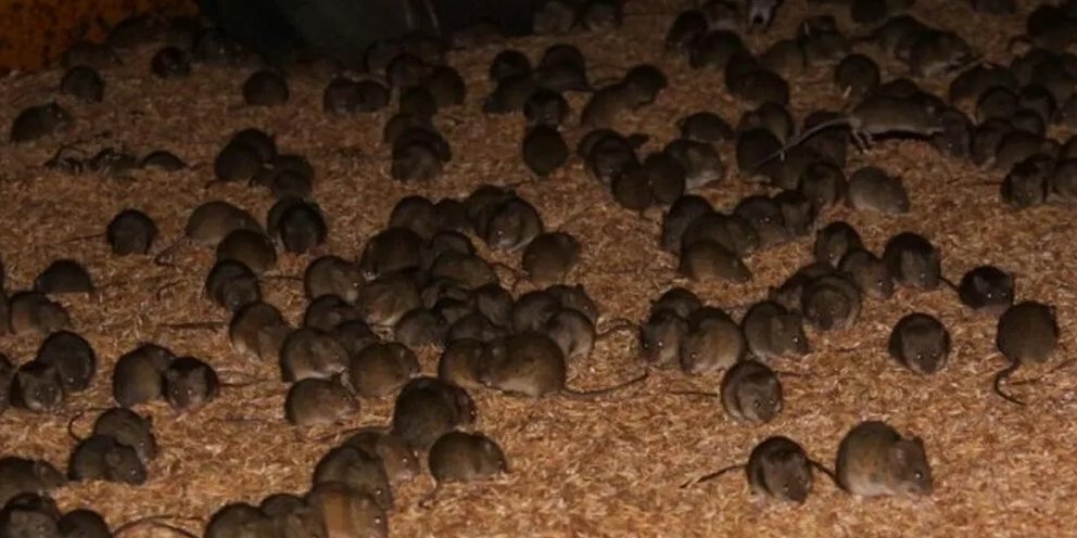 К чему снится много мышей серых маленьких. Крысиный ковёр. Вспышки численности грызунов. Дикие мыши в Дагестане. Мышевидные Грызуны рост численности.