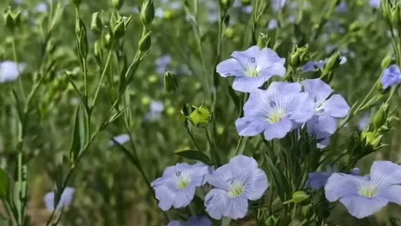 Проект льняная дорога - 80 фото