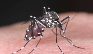 Лихорадка в египте. Лихорадка в египте. Лихорадка в египте. Лихорадка в египте. Египет люди.