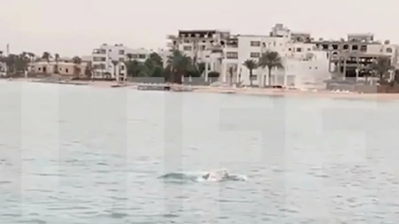 Хургада нападение. Нападение акул в Египте 2023. Египет пляж.