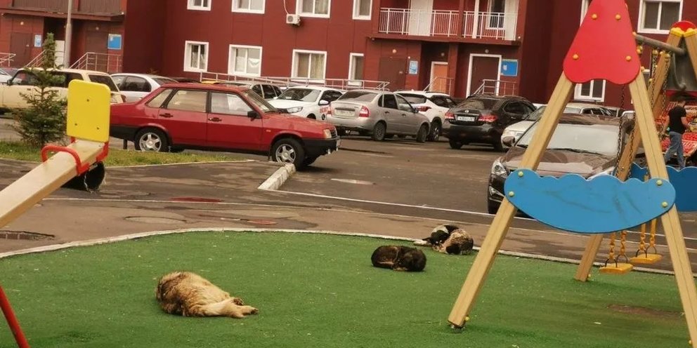 Бездомные собаки в городе проект