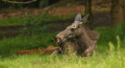 Дикие животные сахалинской области
