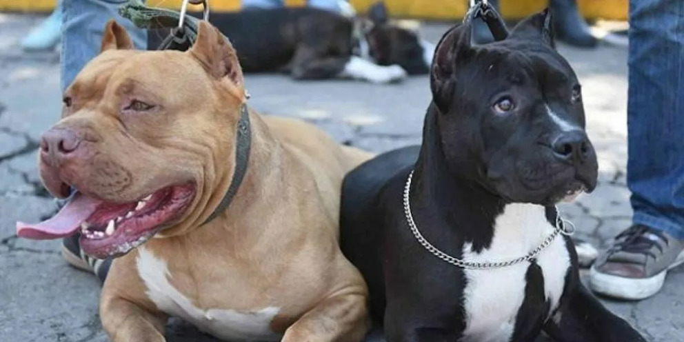 Pitbullrace промышленная ул 50 фото