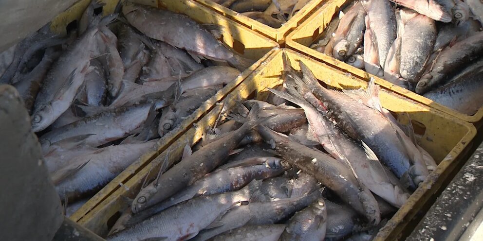 на дне рыбинского водохранилища. рыбы ивановской области. рыбы вологодской области. запрет на рыбинском водохранилище. гимс на рыбинском водохранилище.