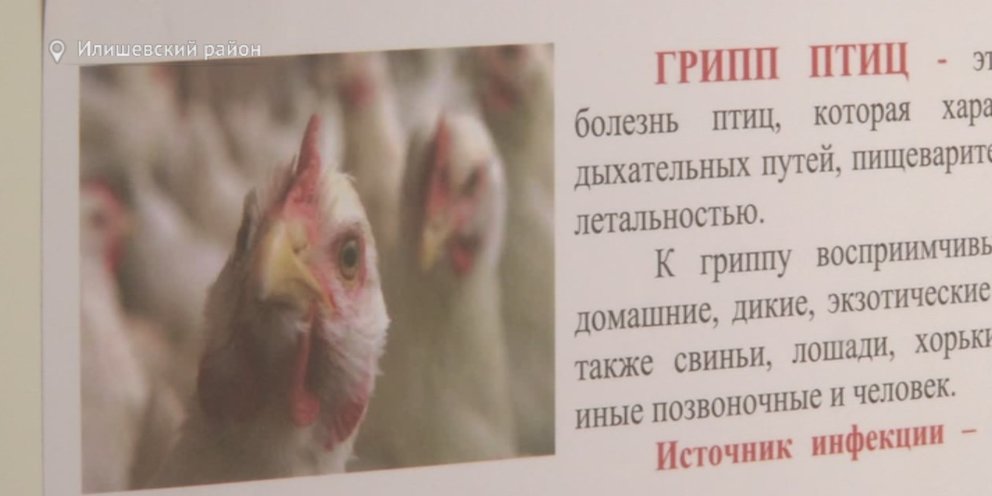 Осторожно птичий грипп картинки