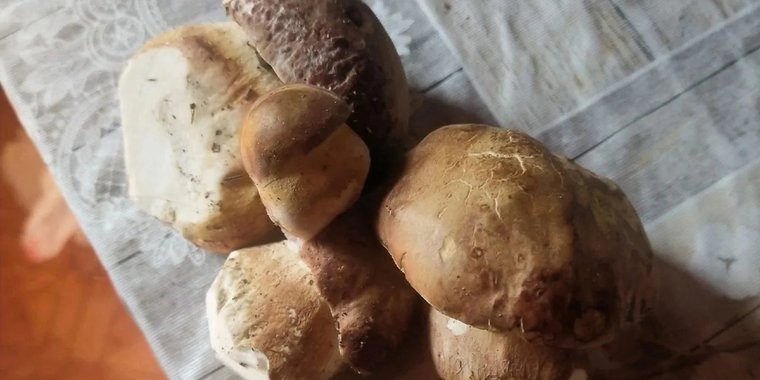 Грибная карта карелии