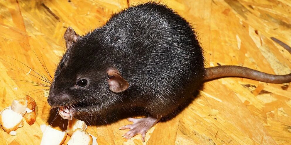 Black rat. как звали крысу чуть. как звали крысу чуть. крыса шушара буратино. доклад про крыс.