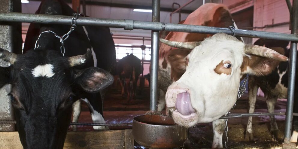 Крс мрс. Карантин крс. Заражение крупного рогатого скота. Крупный рогатый скот в ростове на дону из ростова на дону. Карантин скота.