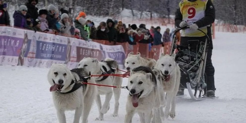 Спортивные гонки на собачьих упряжках