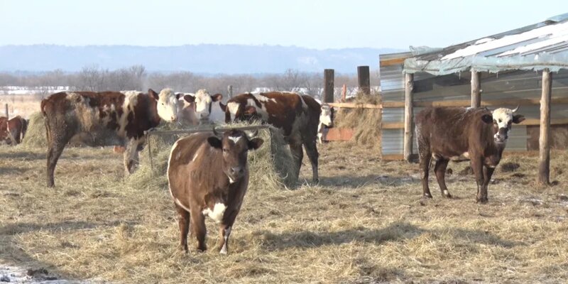 скотоводство причины