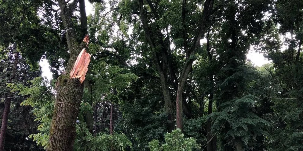 Упало дерево в парке