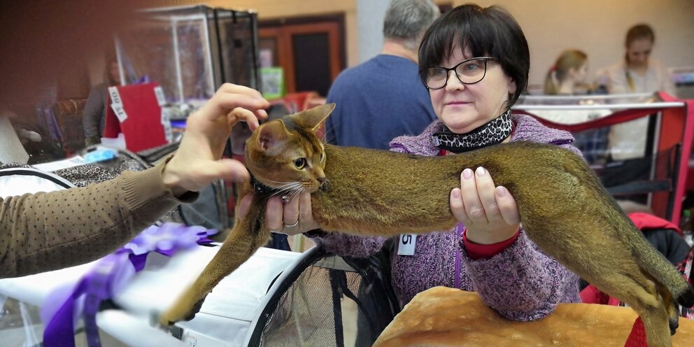 Выставка кошек тула. Выставка кошек. Выставка кошек Воронеж. Выставка кошек фотографии.