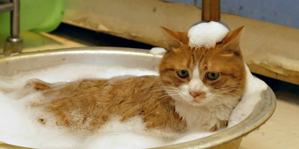 Температура для купания котят. Как правильно мыть кошку. Купать беременную кошку. Лысая кошка в ванне. Мокрая кошка.