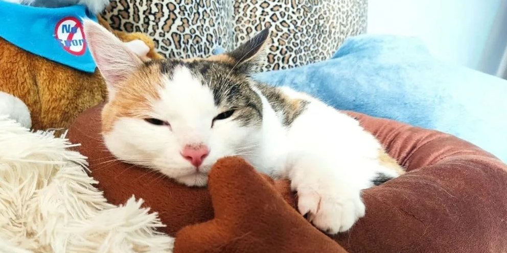 Как поймать кошку которая не дается