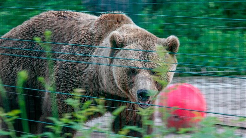 Феникс дикие животные калуги. Центр реабилитации диких животных. Калуга животных. Феникс Калуга центр реабилитации животных. Крупные животные Калуги.