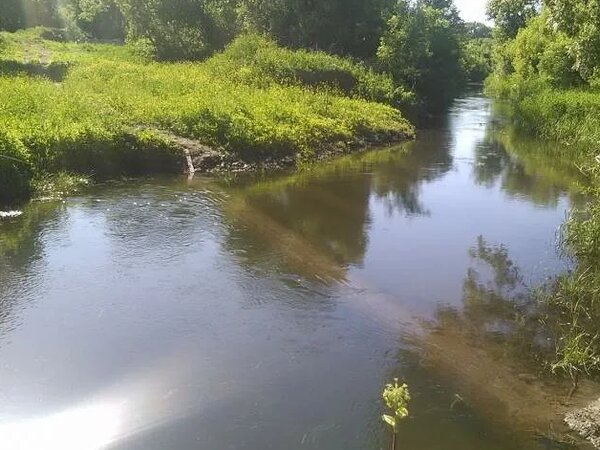 Погода в курске кривец