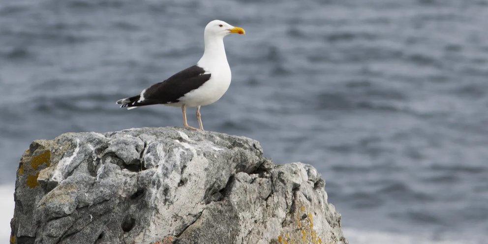 Большая морская Чайка (Larus Marinus). Морская Чайка в Мурманске. Птенец морской Чайки. Чайка морская вес.