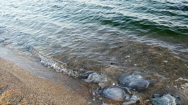 Залив азовского моря