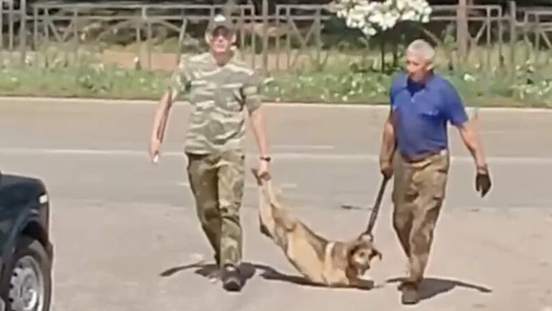 Мадьянкин сергей александрович отлов собак фото