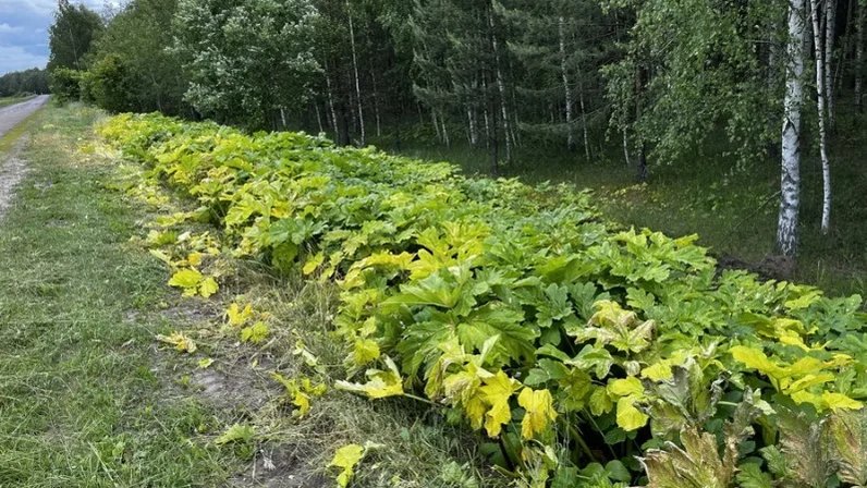 Проект борщевик сосновского