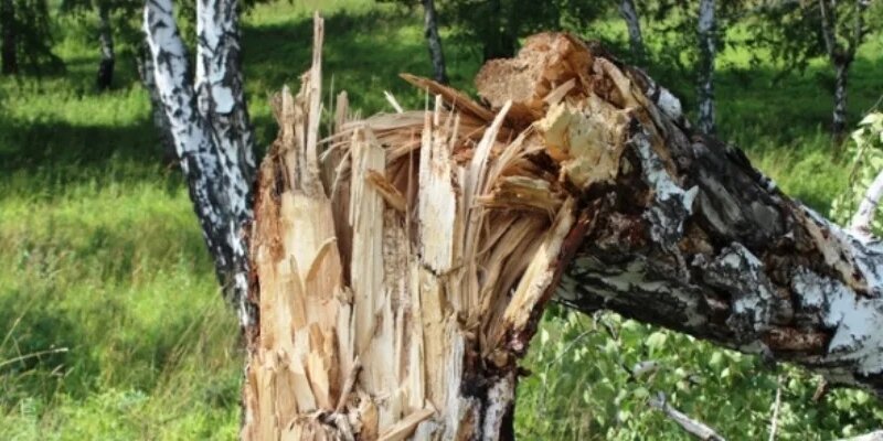Рубить дерево во сне. Сломанные деревья в лесу. Сломанные деревья в лесу. Страшное дерево. Надломленная ветка.