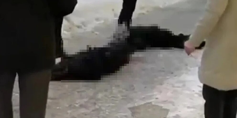 Прыжок с моста самоубийство. Радуга упала на девочку в 2016. Две девочки прыгнули с 16 этажа самара. Девочка в казани выпрыгнула из окна. Девушка спрыгнула с моста.