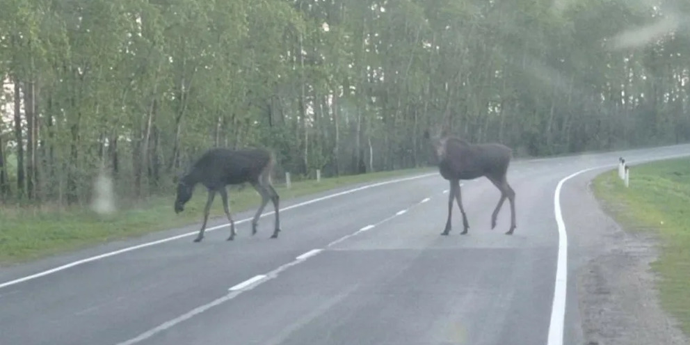 Лось анимация. Лось на алтае. Стар лосиха. Стар лосиха. Старый лось.