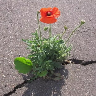 Дзен Прорвемся! статистика