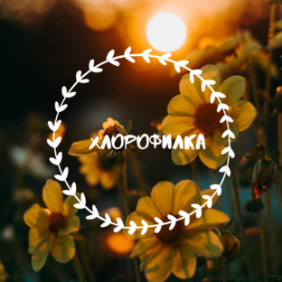 Статистика Дзен Хлорофилка