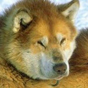 Дзен ленивая путешественница статистика