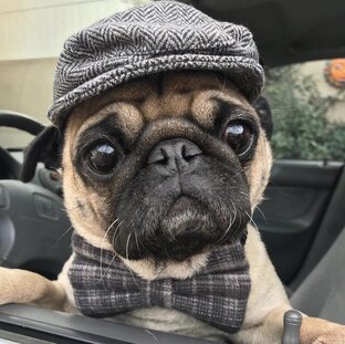 Дзен Тайная жизнь домашних животных статистика