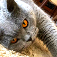 Статистика Дзен КотоПёсиЯ
